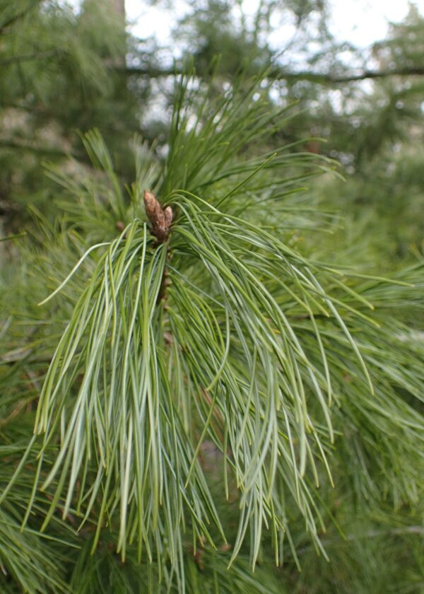 Bhutan Pine 40/60cm (5L) - Image 6