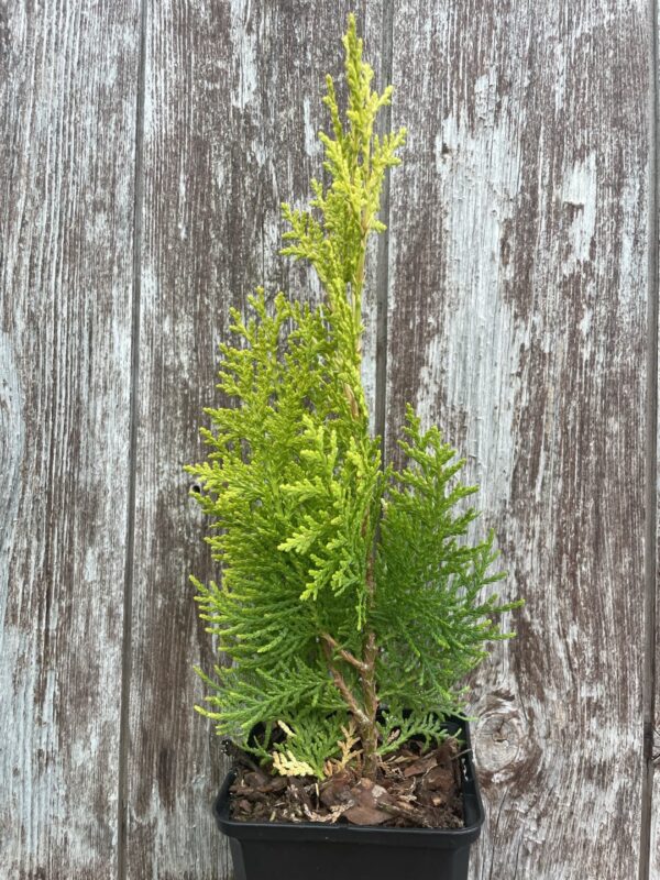 Chinese golden cedar 'Aurea Nana' (P9) - Image 5