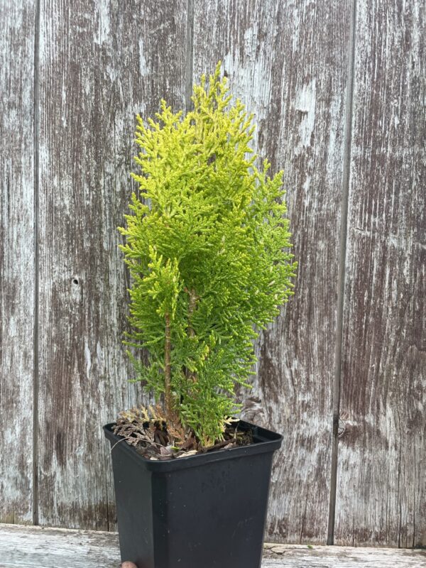 Chinese golden cedar 'Aurea Nana' (P9) - Image 6