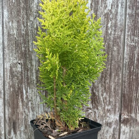Chinese golden cedar ‘Aurea Nana’
