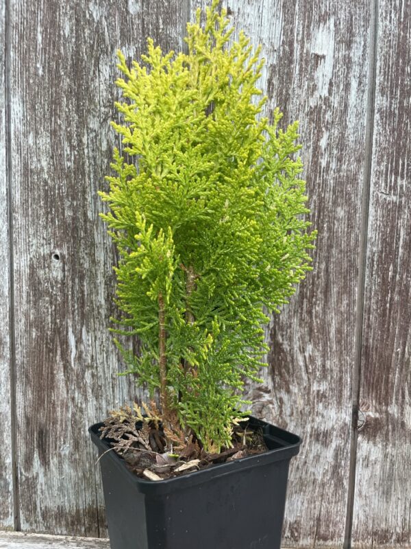 Chinese golden cedar 'Aurea Nana' (P9)