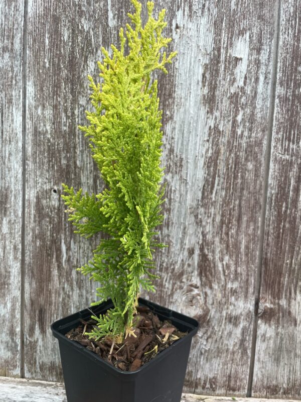 Chinese golden cedar 'Aurea Nana' (P9) - Image 3