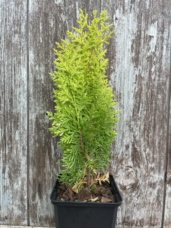 Chinese golden cedar 'Aurea Nana' (P9) - Image 4