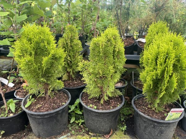 Chinese golden cedar 'Aurea Nana' (5L) - Image 3