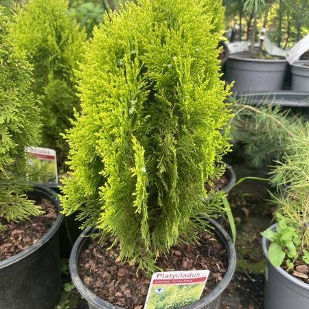 Platycladus orientalis - Chinese golden cedar 'Aurea Nana' (5L)