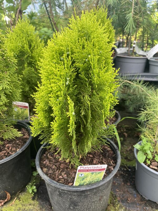 Platycladus orientalis - Chinese golden cedar 'Aurea Nana' (5L)