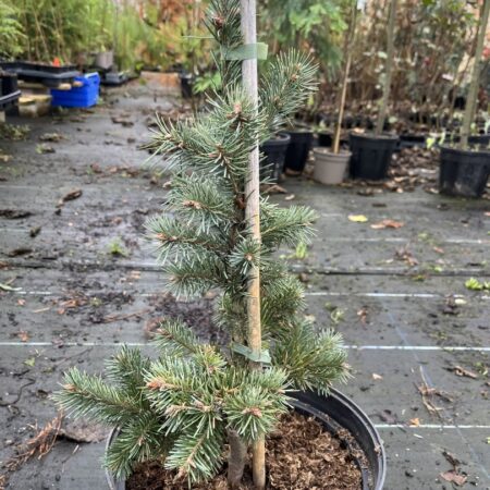Pseudotsuga menziesii Douglas Fir ‘Blue Wonder’