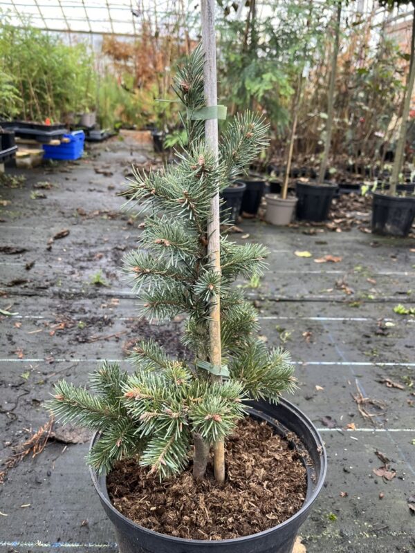 Douglas Fir 'Blue Wonder' 40/60cm (10L)