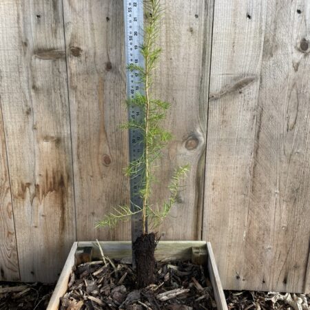 Pseudotsuga menziesii Douglas Fir Tree