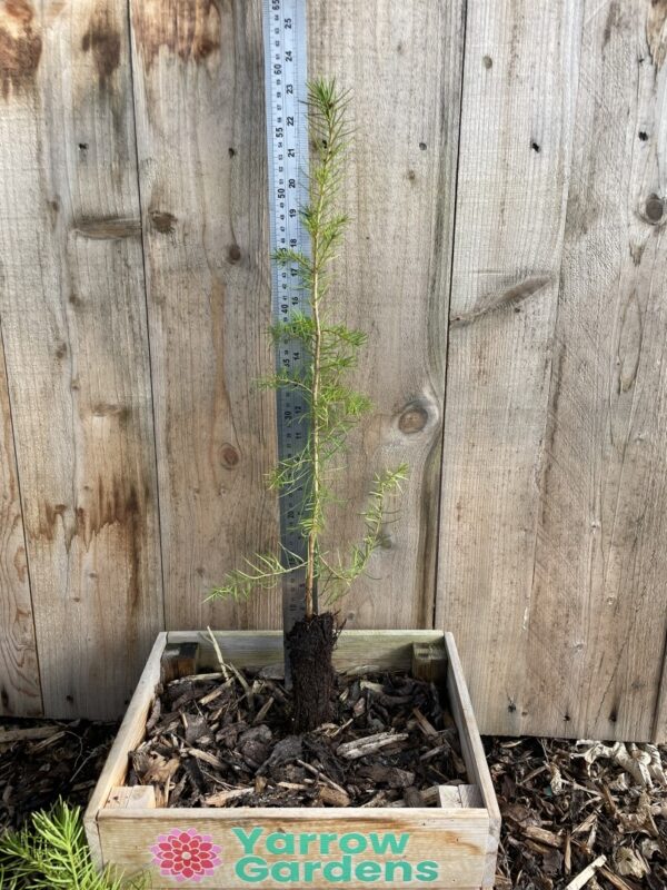 Douglas Fir Tree 20/40cm (P9)