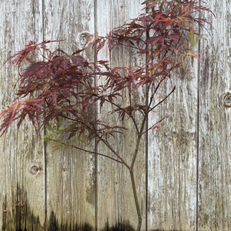 Purple Maple Acer (Bonsai Tray)