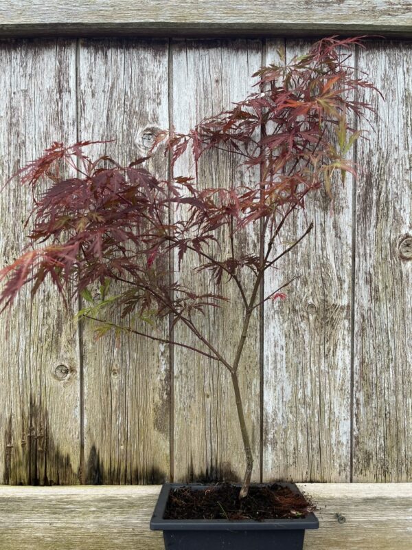 Purple Maple Acer (Bonsai Tray)