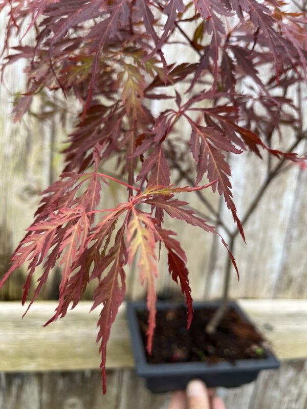 Purple Maple Acer (Bonsai Tray)