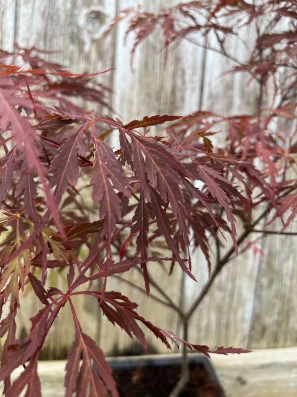 Purple Maple Acer (Bonsai Tray)