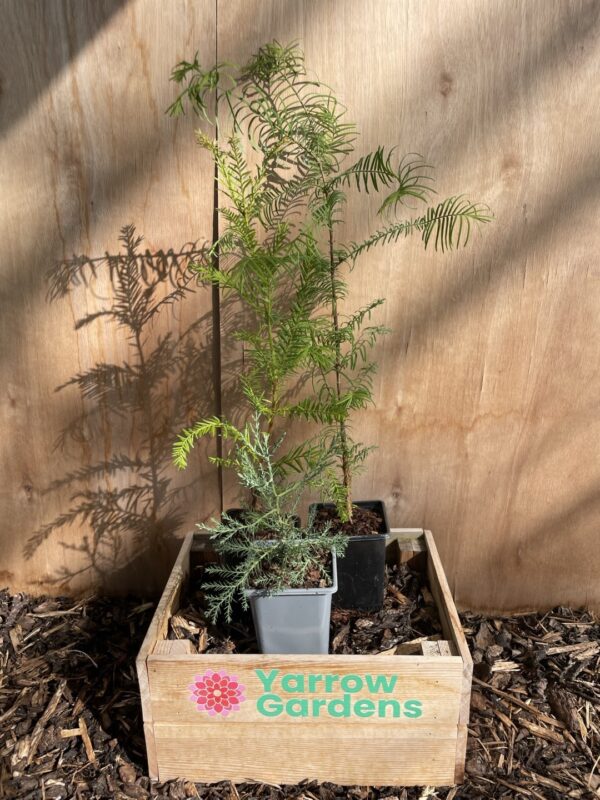 Redwood Trees Trio (P9) - Image 7