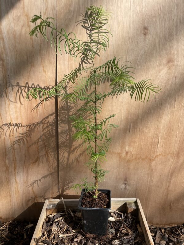 Redwood Trees Trio (P9) - Image 6