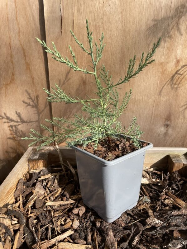 Redwood Trees Trio (P9) - Image 5