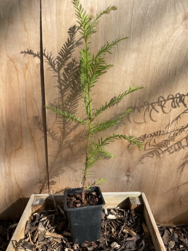 Redwood Trees Trio (P9) - Image 4