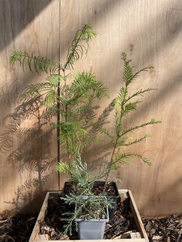 Redwood Trees Trio (P9) - Image 3