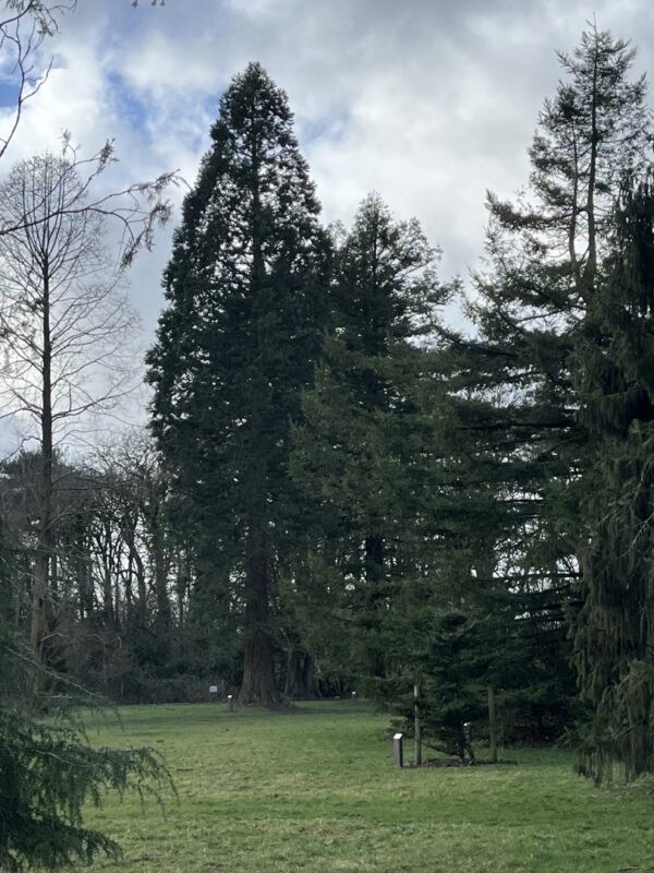 Redwood Trees Trio - Worden Park Leyland
