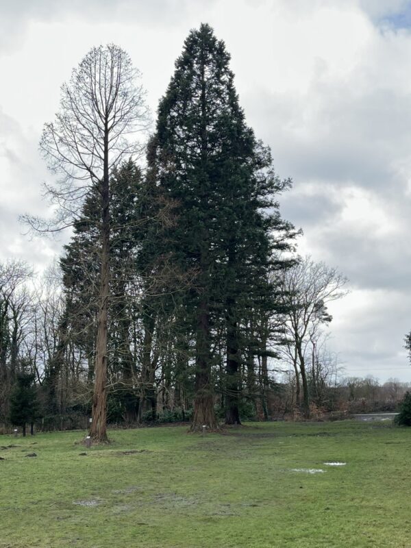 Redwood Trees Trio - Worden Park Leyland