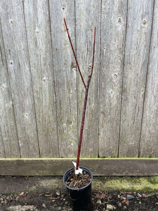 Purple Willow 60/80cm (2L) - Image 2