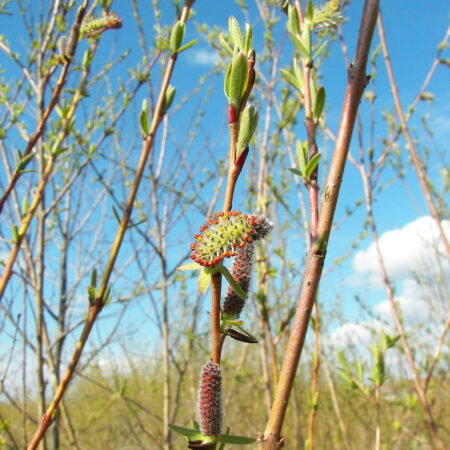 Salix purpurea Purple Willow