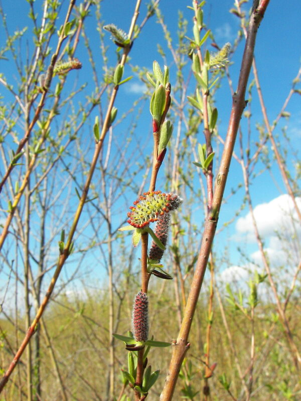 Purple Willow 60/80cm (2L)