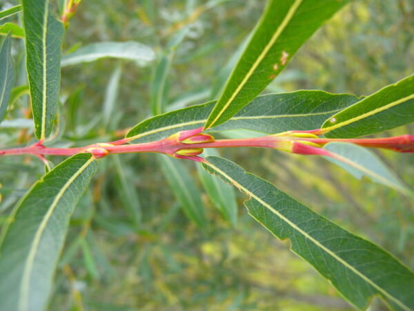 Purple Willow 60/80cm (2L) - Image 5