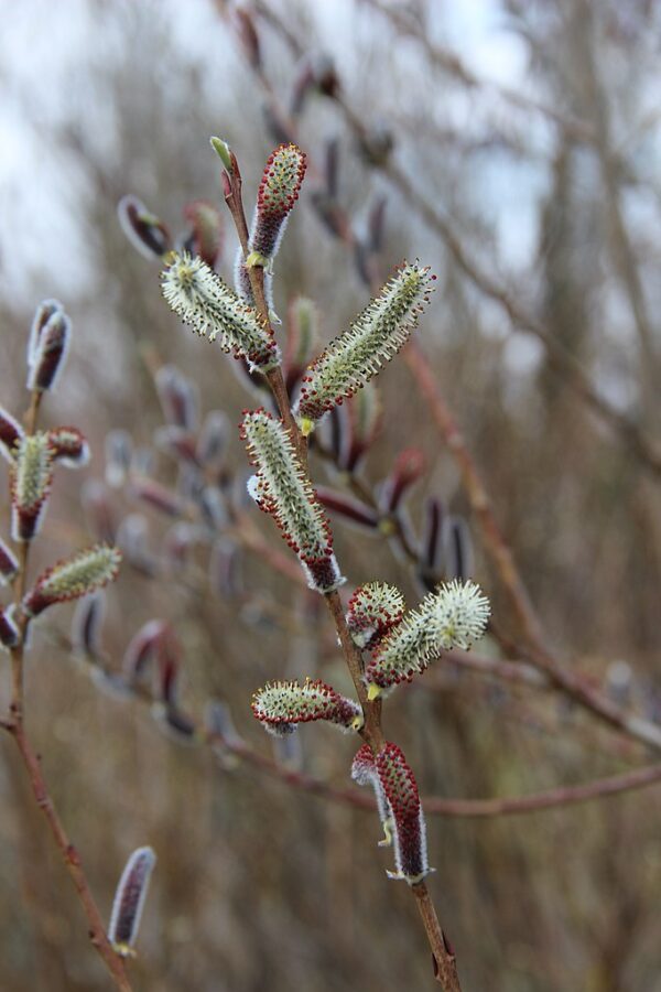 Purple Willow 60/80cm (2L) - Image 4