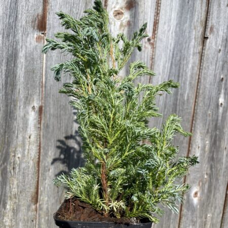 Sawara Cypress 'Boulevard' 20/40cm (P9)