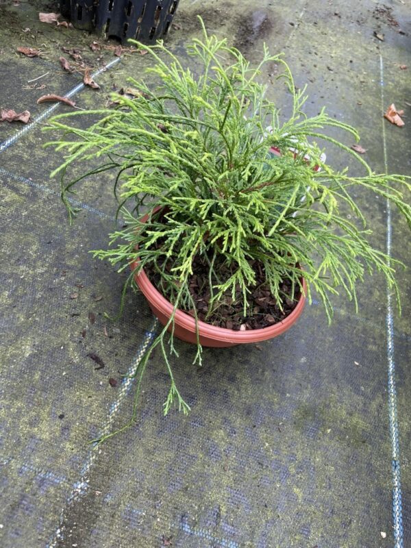 Sawara cypress 'Sungold' 20cm (Bonsai Bowl) - Image 3