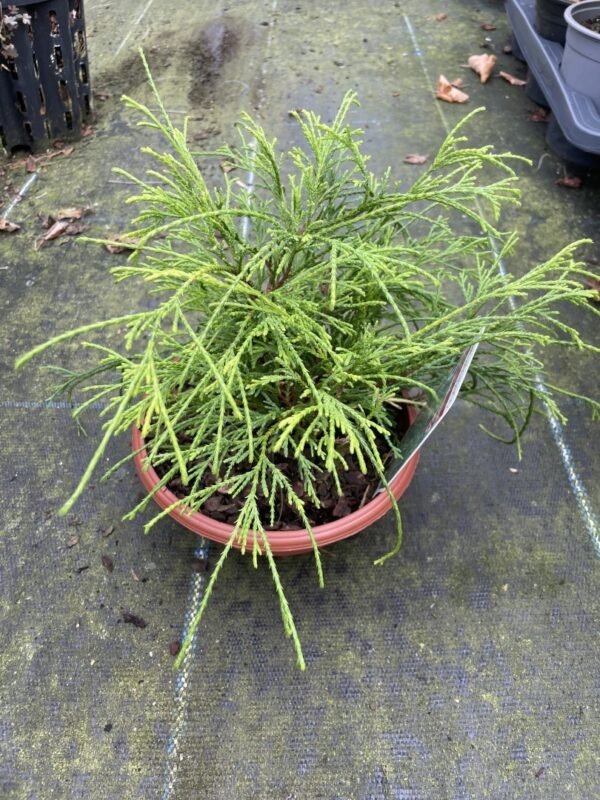 Sawara cypress 'Sungold' 20cm (Bonsai Bowl) - Image 2