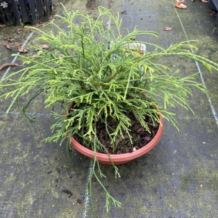 Sawara cypress ‘Sungold’ 20cm (Bonsai Bowl)
