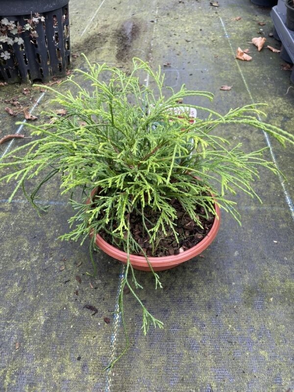 Sawara cypress 'Sungold' 20cm (Bonsai Bowl)