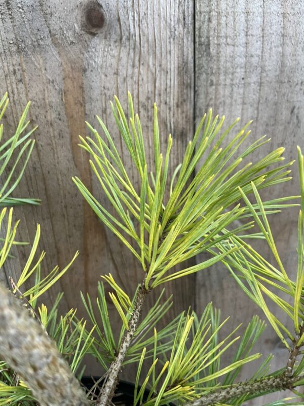 Scots pine 'Gold Coin' (5L) - Image 2