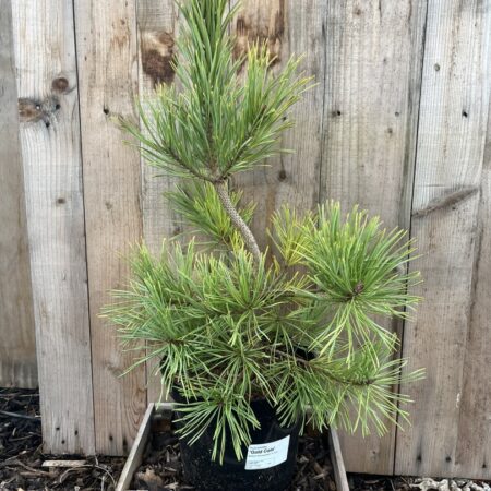 Scots pine ‘Gold Coin’ Scots Pine ‘Gold Coin
