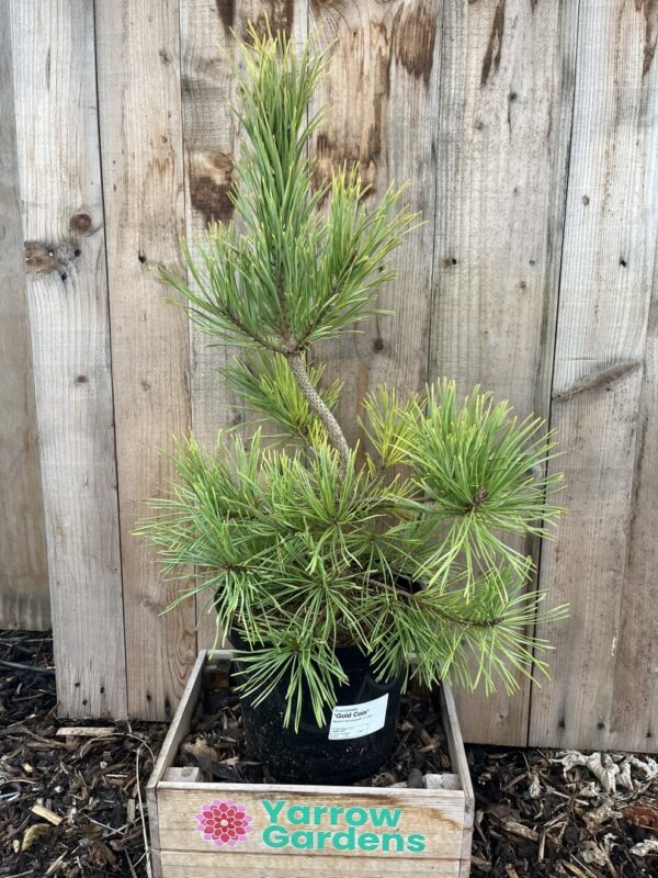 Scots pine 'Gold Coin' (5L)