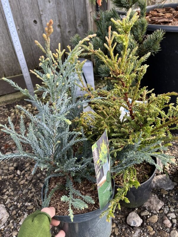 Sequoia sempervirens - Blue Coast Redwood 'Adpressa' (2L)
