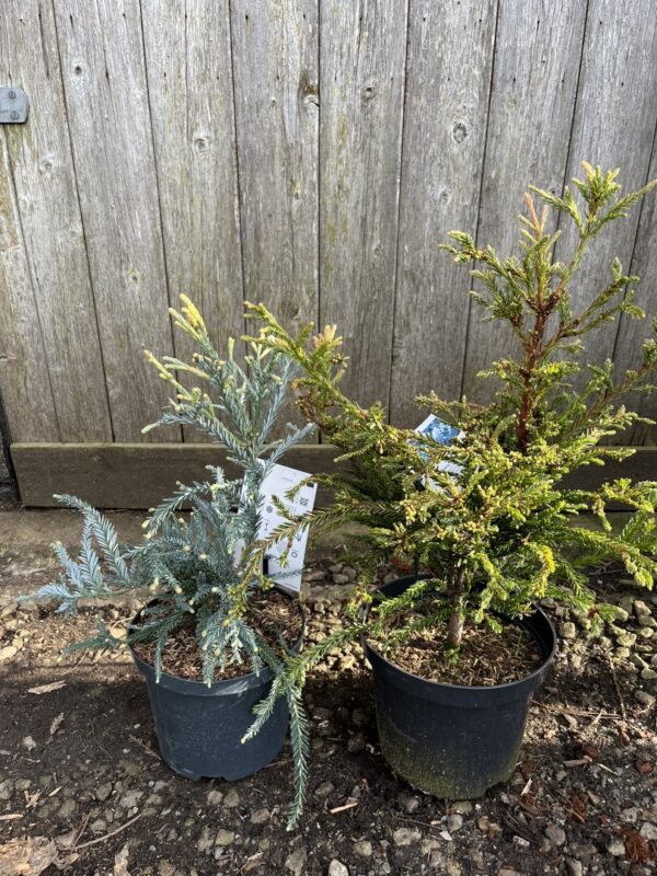 Sequoia sempervirens - Blue Coast Redwood 'Adpressa' (2L)