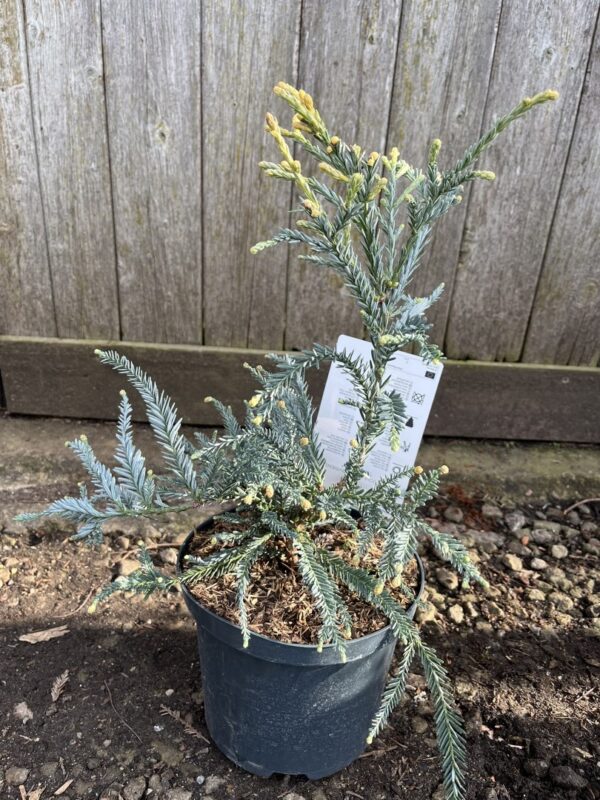 Sequoia sempervirens - Blue Coast Redwood 'Adpressa' (2L)