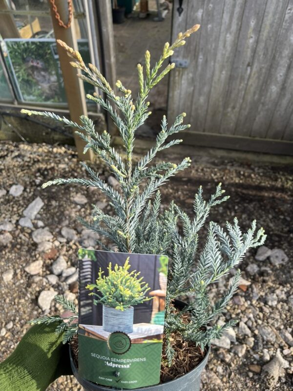 Sequoia sempervirens - Blue Coast Redwood 'Adpressa' (2L)
