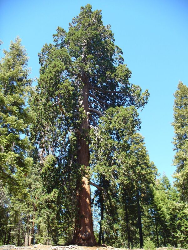 Sequoia sempervirens Coast / California Redwood Tree