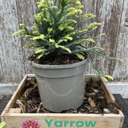 Coast Redwood 'Adpressa' (3L)