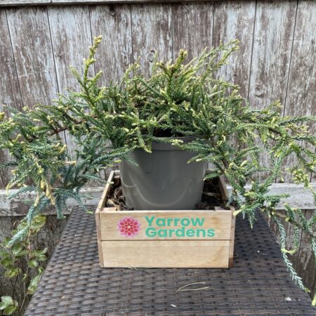 Coast Redwood 'Adpressa' (5L)