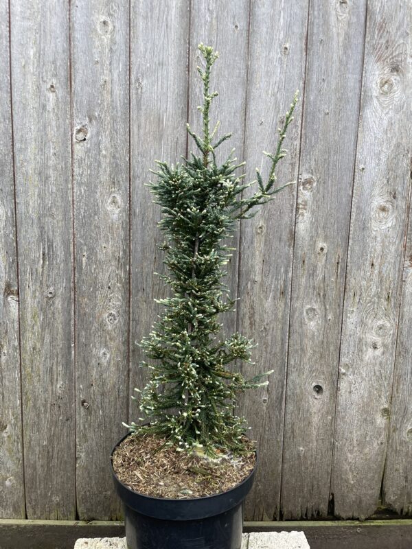 Sequoia sempervirens Coast Redwood 'Lightning'
