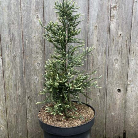 Sequoia sempervirens Coast Redwood 'Lightning' 40/60cm (3L)