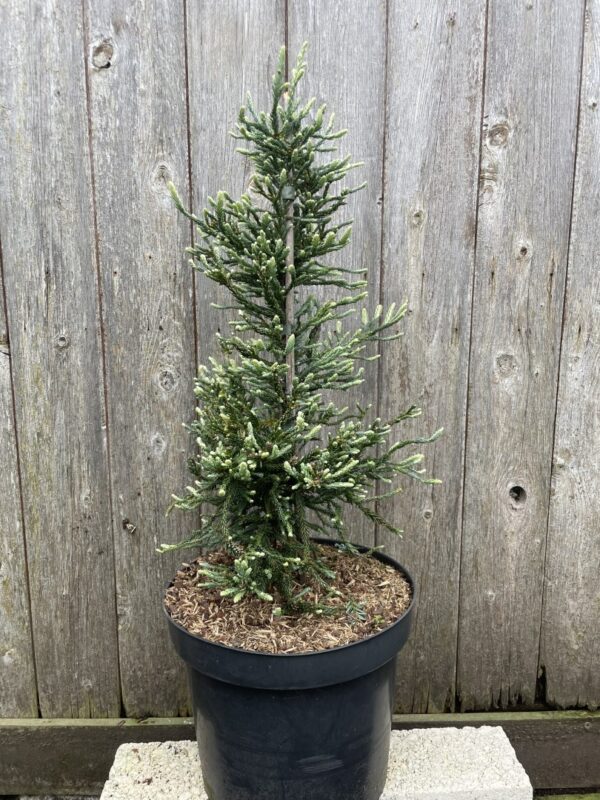 Sequoia sempervirens Coast Redwood 'Lightning' 40/60cm (3L)