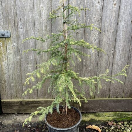 Sequoia sempervirens Coast Redwood 'Silver Ghost'