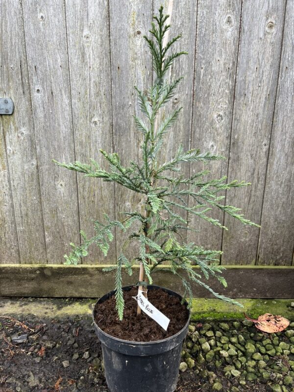 Sequoia sempervirens Coast Redwood 'Steel Blue' 60/80cm (5L)